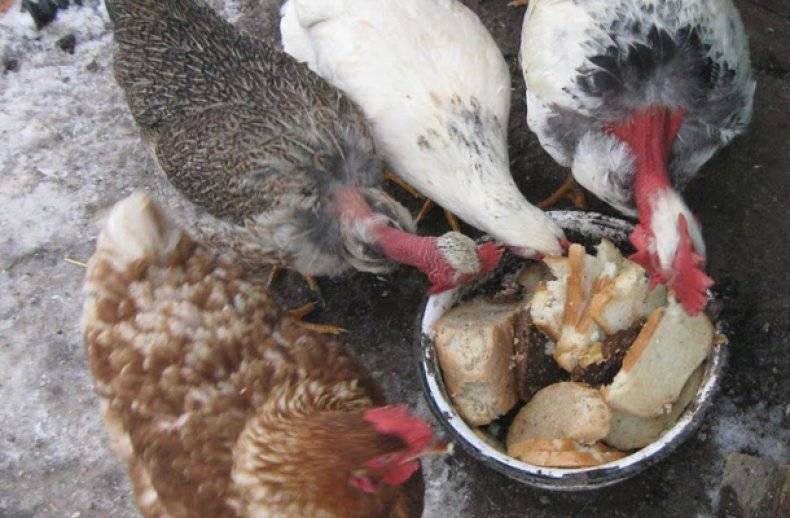 Что в корме кур играет самую важную роль: подсказки начинающему птицеводу — agroxxi