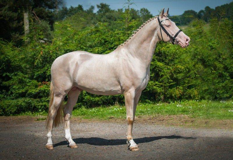 Ахалтекинская лошадь изабелловой масти: редкой, фото и видео, описание, генотип