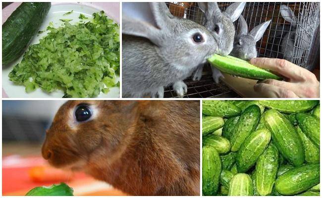 Можно ли давать кроликам лопух, польза для животных, правила и нормы кормления
