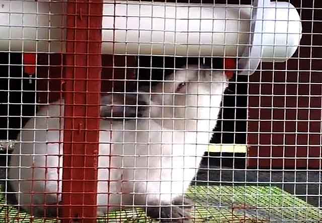 О поилках для кроликов: виды, как сделать своими руками в домашних условиях