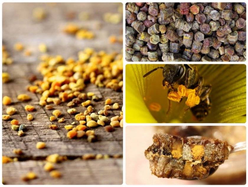 Пчелиная перга – лечебные свойства. как принимать «хлеб пчёл»?