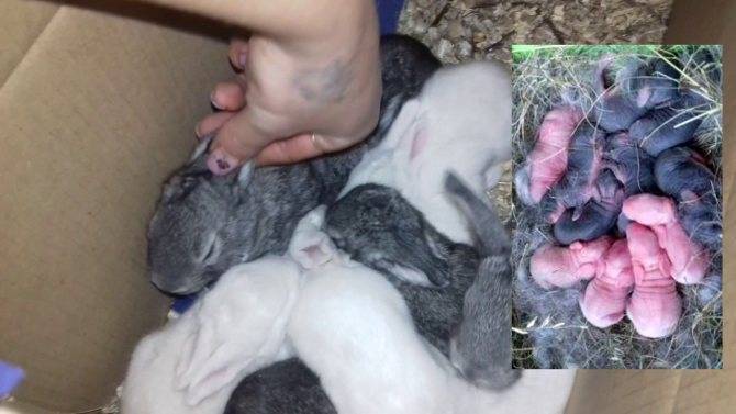 Новорожденные кролики: все об уходе за молодняком домашних животных
