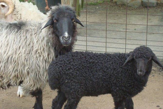 Цигайская порода овец: описание и характеристики