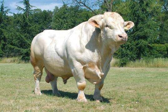 Особенности породы коров шароле и ее продуктивности