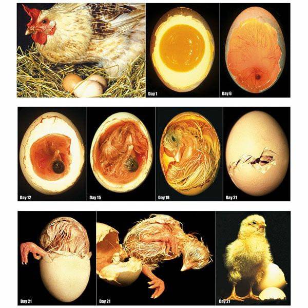 Как у курицы формируется яйцо и сколько времени оно зреет? строение и этапы образования желтка, белка и скорлупы
