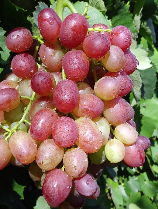 Виноград ливия: описание сорта, фото и отзывы, посадка и уход