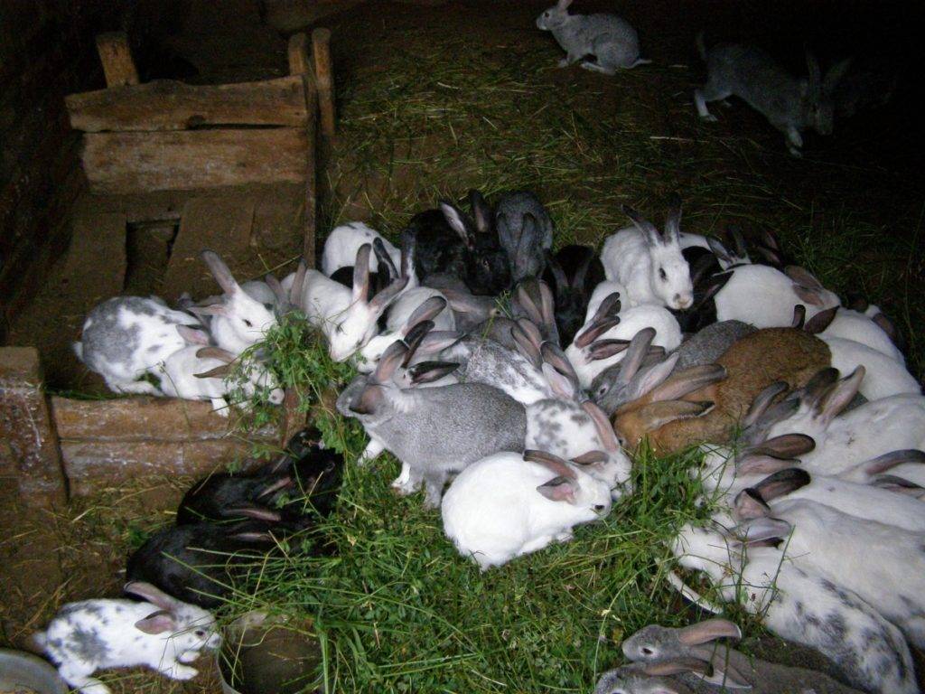 Разведение кроликов: целесообразность, методы, промышленное, домашнее, с чего начать, зимнее содержание, литература