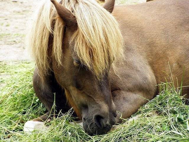 Как и сколько спят лошади и как создать оптимальные условия для их отдыха
