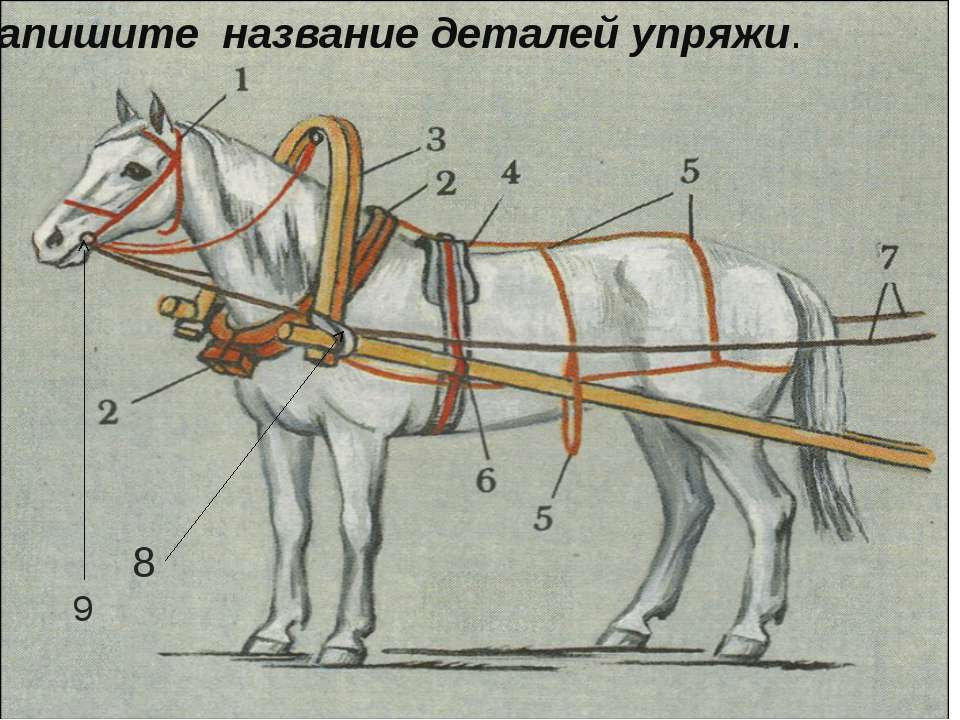 Инструкция по запряжке лошадей