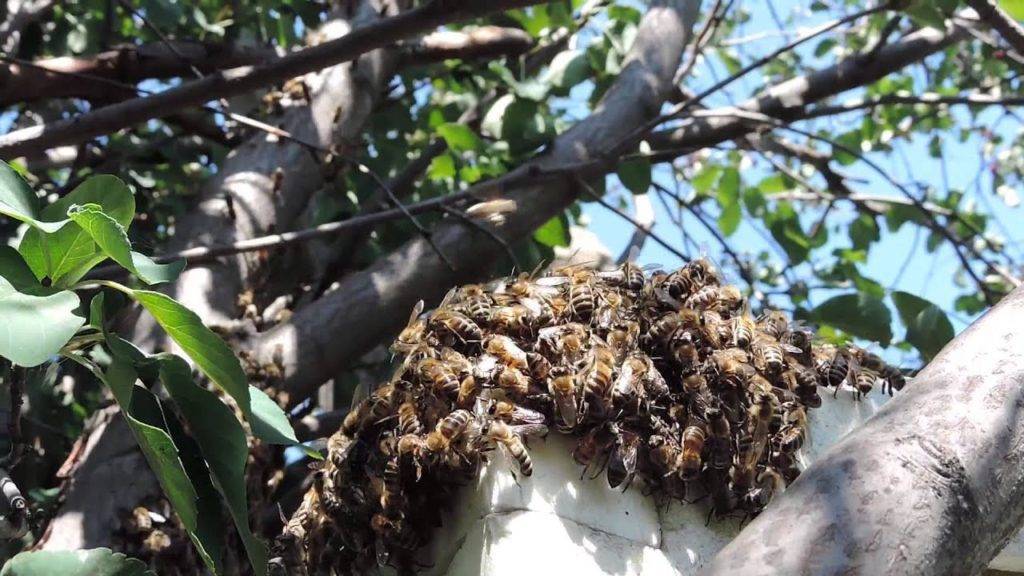 Как живут пчелы: описание, образ жизни, питание, размножение