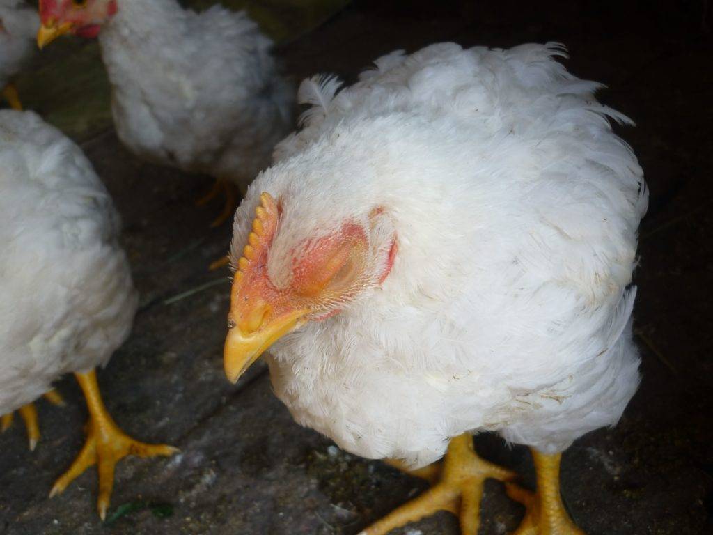 Как и чем лечить понос у бройлерных цыплят?
