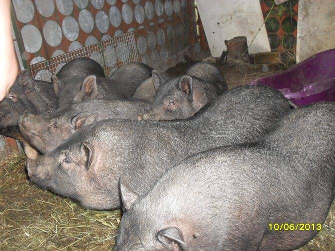 Вьетнамские вислобрюхие свиньи - отзывы владельцев