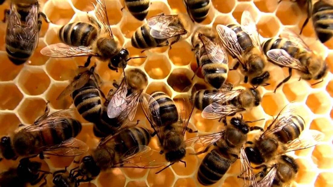 Виды и породы пчел: бакфаст, среднерусская, карпатская и другие. их характеристика