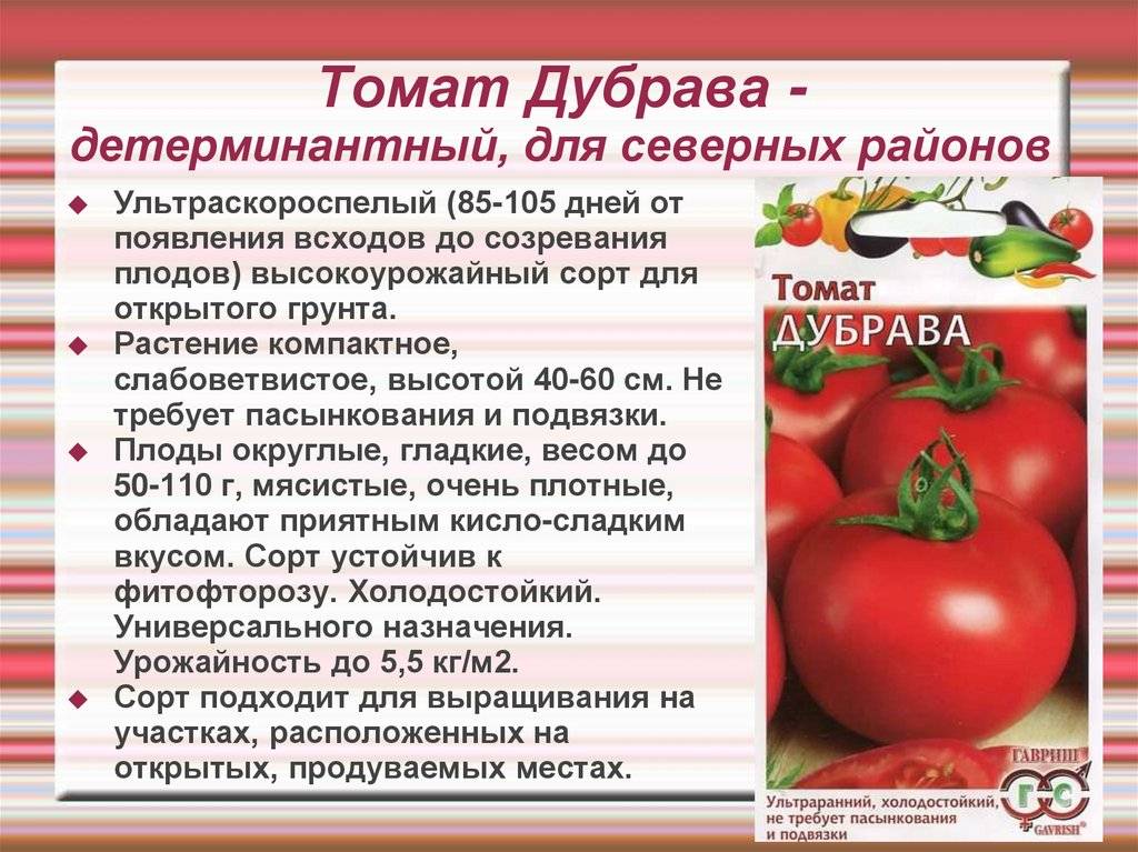 Томат дубок: характеристика и описание сорта, фото плодов и отзывы опытных фермеров, а также инструкция по выращиванию