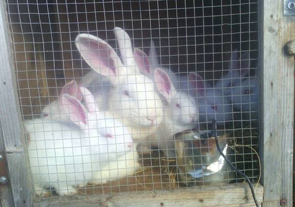 Когда отсаживать крольчат от крольчихи: возраст, требования, место отсадки