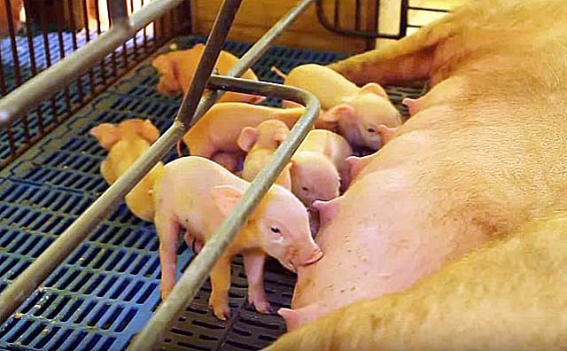 Опорос свиней: подробные этапы, уход за свиноматкой и поросятами