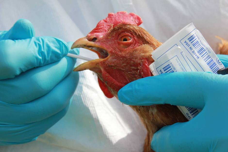 Птичий грипп у кур — симптомы и признаки, последствия