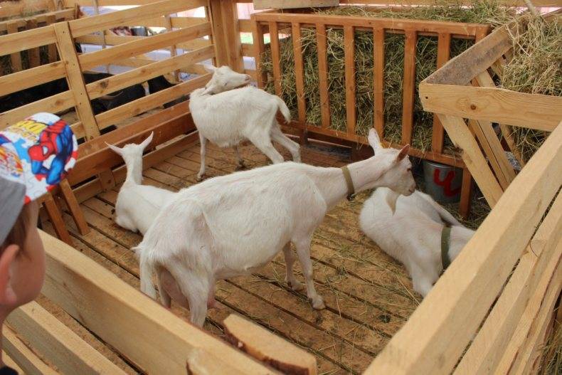 Домашняя коза - выгода содержания и правила разведения (85 фото + видео)