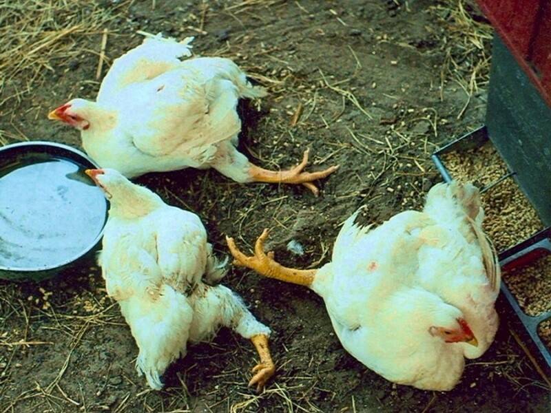 Понос у курицы — чем быстро лечить в домашних условиях