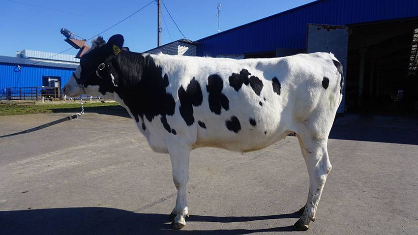 Разведение крс | породы коров: голштинская и симментальская