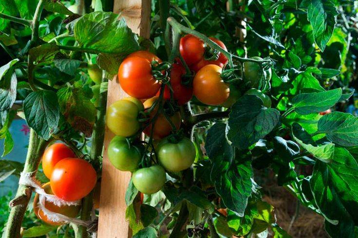 Повышаем урожайность томатов: проводим июньские обработки | fermers.ru